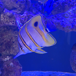 Copperband Butterflyfish (Chelmon rostratus) - Cairns Koalas and Creatures