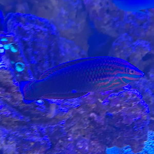 False-eyed Wrasse (Halichoeres biocellatus) - Cairns Koalas and Creatures
