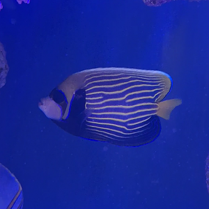 Emperor Angelfish (Pomacanthus imperator) - Cairns Koalas and Creatures