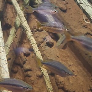 Chequered Rainbowfish? (Melanotaenia splendida inornata?) - Cairns Koalas and Creatures