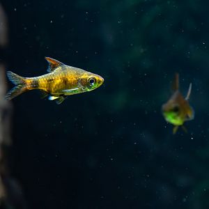 Pethia gelius? - Haus des Meeres