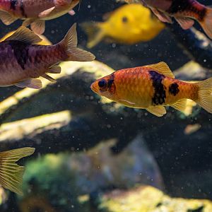 Fish ID - Haus des Meeres