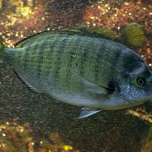 Diplodus puntazzo? - Haus des Meeres