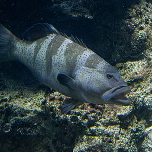 Grouper ID - Haus des Meeres