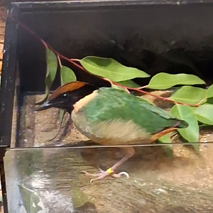 Noisy Pitta - Cairns Koalas and Creatures