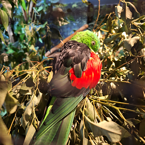Red-winged Parrot - Cairns Koalas and Creatures