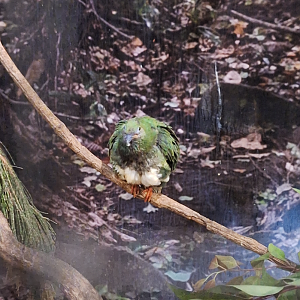 Rose-crowned Fruit-Dove - Cairns Koalas and Creatures