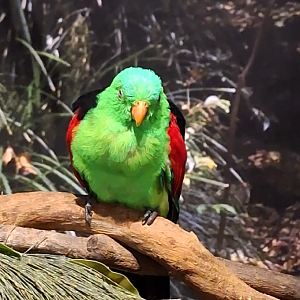 Red-winged Parrot - Cairns Koalas and Creatures