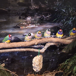 Gouldian Finches - Cairns Koalas and Creatures