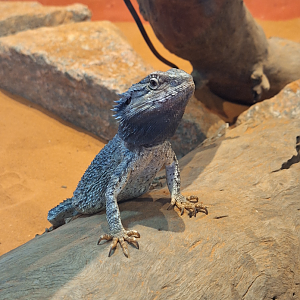 Eastern Bearded Dragon (Pogona barbata) - Cairns Koalas and Creatures