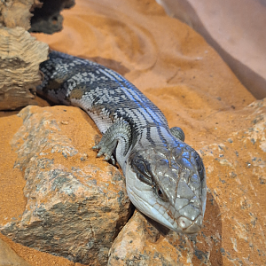 Common Bluetongue Skink (Tiliqua scincoides)  - Cairns Koalas and Creatures