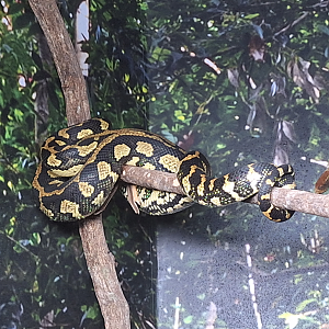 Jungle Carpet Python (Morelia spilota cheynei) - Cairns Koalas and Creatures