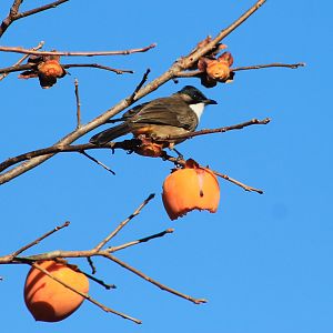 Brown-breasted Bulbul (Pycnonotus xanthorrhous)