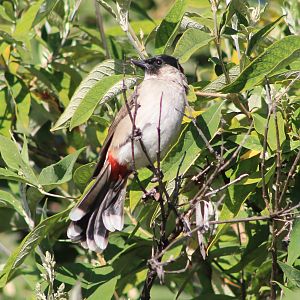 Sooty-headed Bulbul (Pynconotus aurigaster)