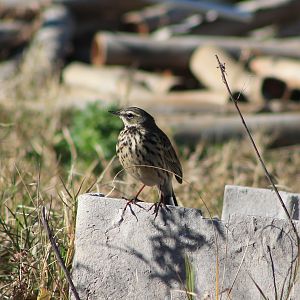 Olive-backed Pipit (Anthus hodgsoni)