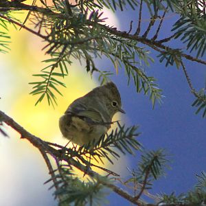Yellow-browed Tit (Sylviparus modestus)