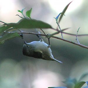 Yellow-browed Tit (Sylviparus modestus)