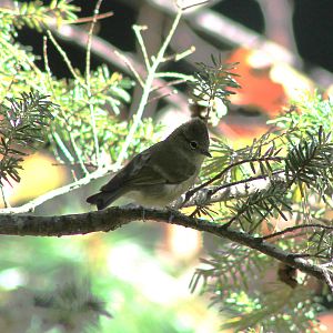 Yellow-browed Tit (Sylviparus modestus)