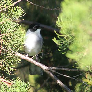 Black-headed Sibia (Heterophasia desgodinsi)