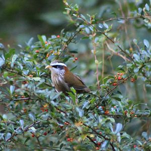 Streak-breasted Scimitar-Babbler (Pomatorhinus ruficollis)
