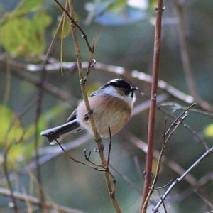 Black-browed Tit (Aegithalos bonvaloti)