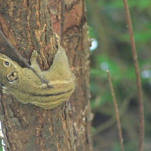 Swinhoe's Striped Squirrel (Tamiops swinhoei)