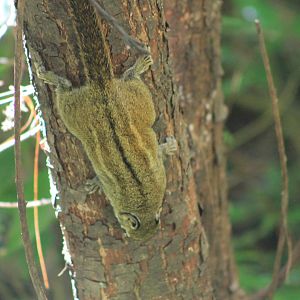 Swinhoe's Striped Squirrel (Tamiops swinhoei)