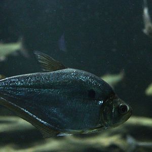 Characin ID