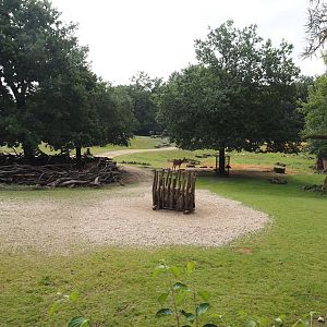 Grass savanna exhibit, 2024-08-05