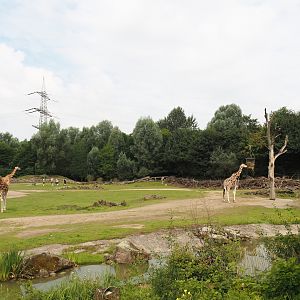 Bush/Tree savanna exhibit, 2024-08-05