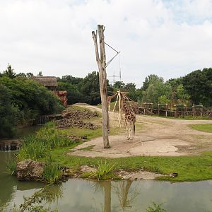 Bush/Tree savanna exhibit, 2024-08-05