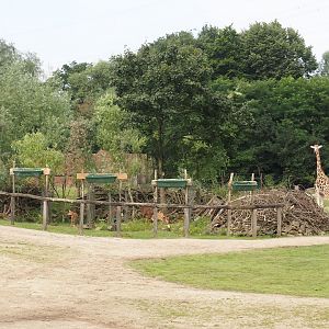Bush/Tree savanna exhibit - Scrub resting area for antelopes, 2024-08-05