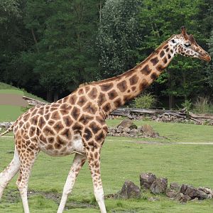 Rothschild's giraffe (Giraffa camelopardalis rothschildi), 2024-08-05