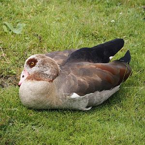Feral Egyptian goose (Alopochen aegyptiaca), 2024-08-05
