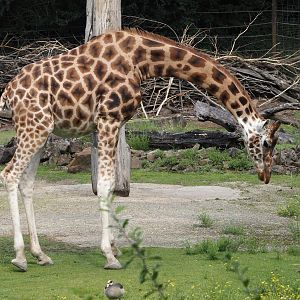 Rothschild's giraffe (Giraffa camelopardalis rothschildi), 2024-08-05