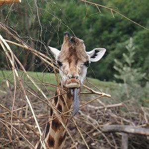 Rothschild's giraffe (Giraffa camelopardalis rothschildi), 2024-08-05
