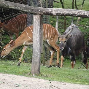 Lowland Nyalas (Tragelaphus angasii), 2024-08-05