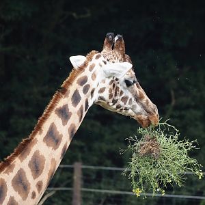 Rothschild's giraffe (Giraffa camelopardalis rothschildi), 2024-08-05