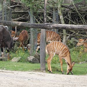 Lowland Nyalas (Tragelaphus angasii), 2024-08-05