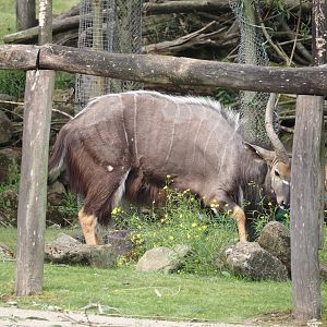 Lowland Nyala (Tragelaphus angasii), 2024-08-05