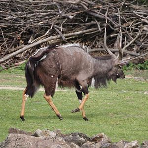 Lowland Nyala (Tragelaphus angasii), 2024-08-05