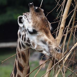 Rothschild's giraffe (Giraffa camelopardalis rothschildi), 2024-08-05