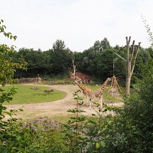 Bush/Tree savanna exhibit, 2024-08-05