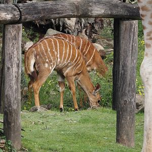 Lowland Nyala (Tragelaphus angasii), 2024-08-05