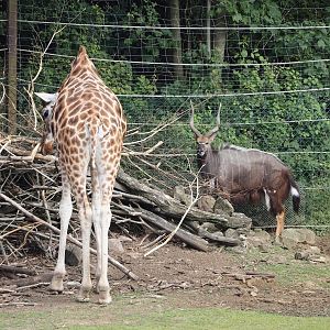 Rothschild's giraffe (Giraffa camelopardalis rothschildi) and Lowland Nyala (Tragelaphus angasii), 2024-08-05