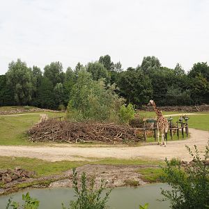 Bush/Tree savanna exhibit, 2024-08-05