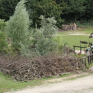 Bush/Tree savanna exhibit - Scrub resting area for antelopes, 2024-08-05