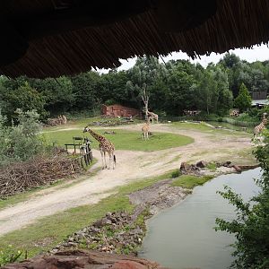 Bush/Tree savanna exhibit, 2024-08-05