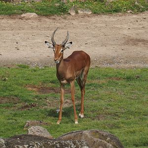 Common impala (Aepyceros melampus melampus), 2024-08-05