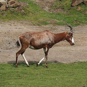 Blesbok (Damaliscus pygargus phillipsi), 2024-08-05